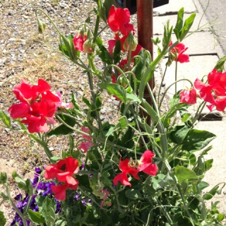�C�C�����