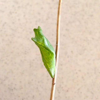 �܂�����
