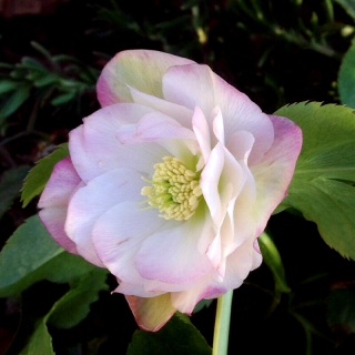 �N���X�}�X���[�Y