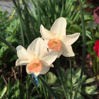�s���N����
