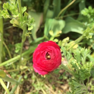 ��