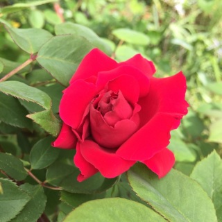 �A���N�� �E�H���^�[
