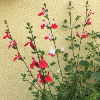 �J��