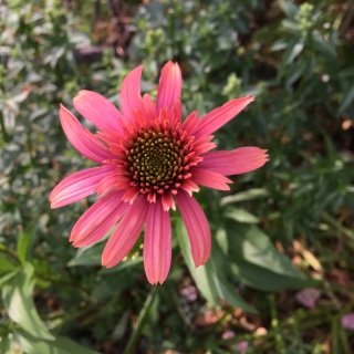 �V�[�N���b�g�p�b�V����
