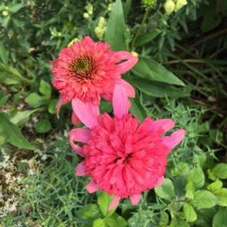 �V�[�N���b�g�p�b�V����