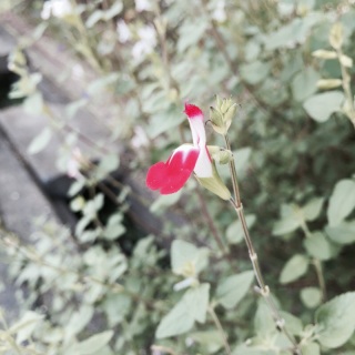 �`�F���[�Z�[�W