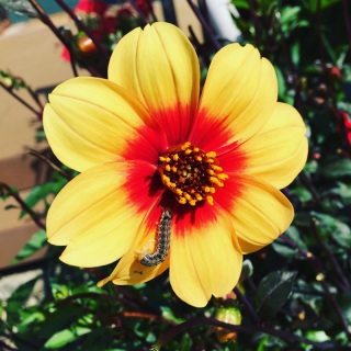 �C�����V