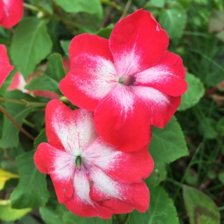 �C���p�`�F���X