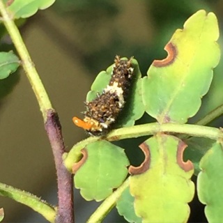 �C�������