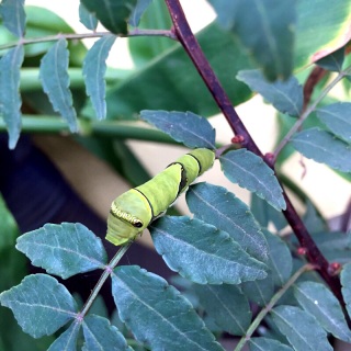 �C�������