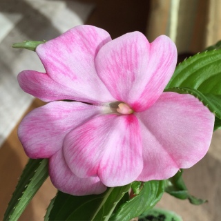 �C���p�`�F���X