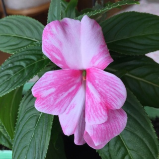 �j���[�M�j�A�C���p�`�F���X