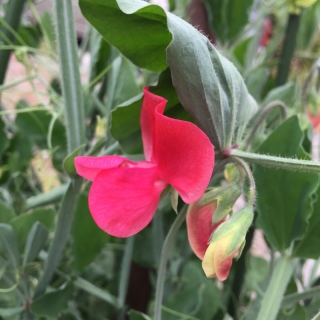 ��