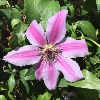 �l���[���U�[