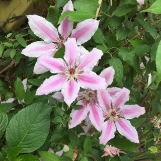 �l���[���U�[