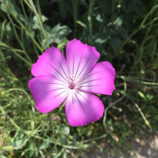 ���剥