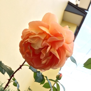 �p�b�g �I�[�X�`��