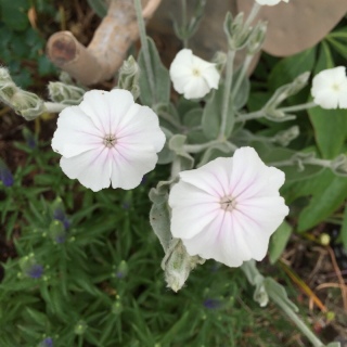 �t�����l����
