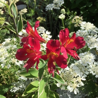 �A���X�g�������A