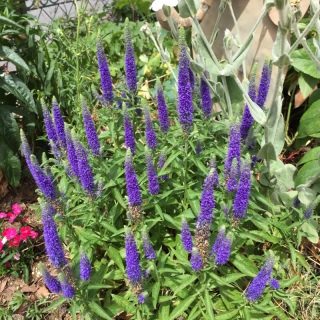 ���C�����L�����h��