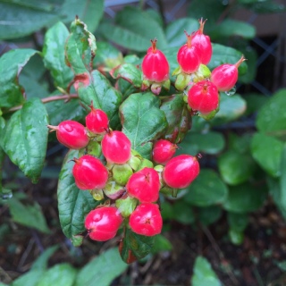 �W���G���[���r�[