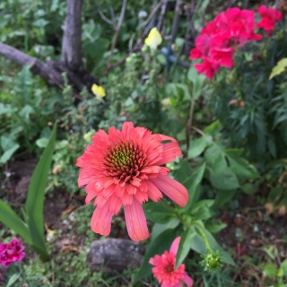 �V�[�N���b�g�p�b�V����