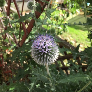 ���ʂ�����