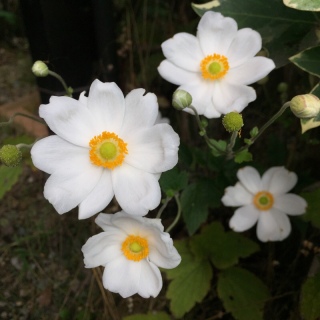 �H���e