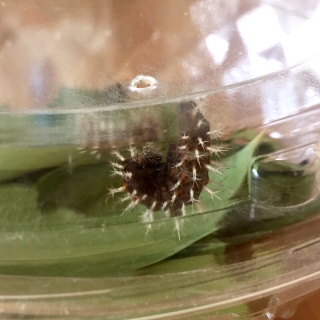 �O�