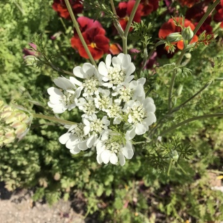 �I������