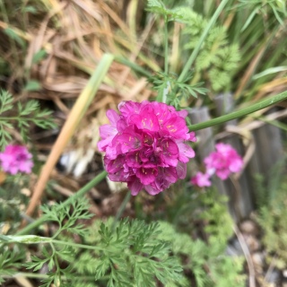 �A�������A