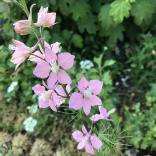 �s���N