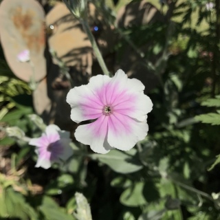 �t�����l����