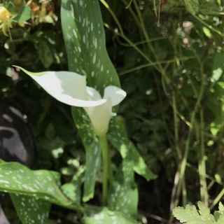 �J���[