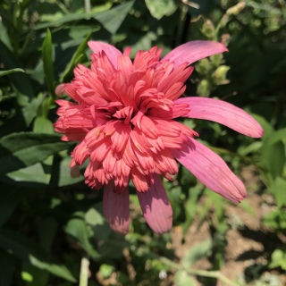 �V�[�N���b�g�p�b�V����