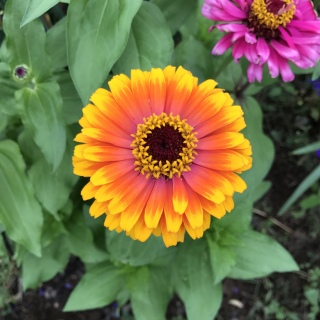�I�����W��